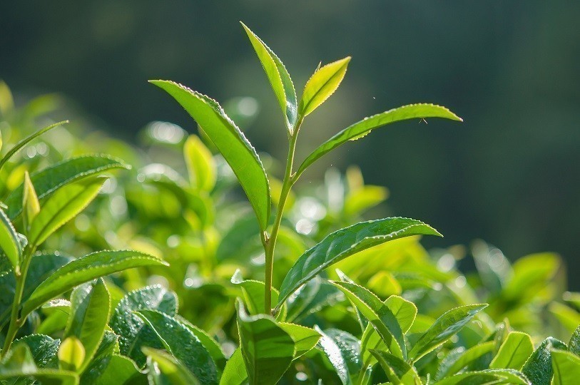 Производство Копорского чая (иван-чая)