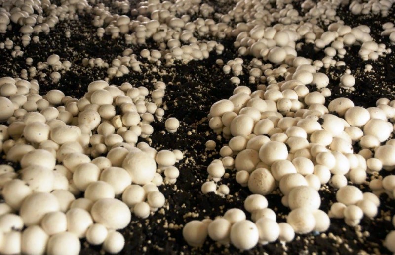 Производство грибов: условия и оборудование. Перспективы выращивания грибов