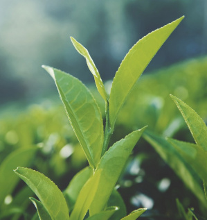 Доставка оборудования для изготовления чая