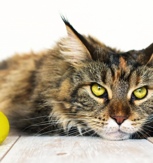 Доставка 20 000 кошачьих игрушек для химического завода