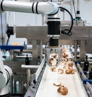 Автоматизация процессов в грибном производстве: путь в будущее?