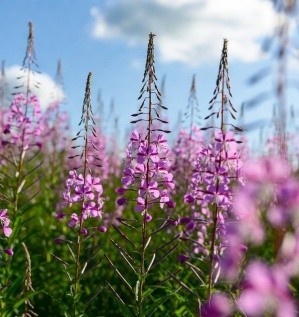 Производство Копорского чая (иван-чая)