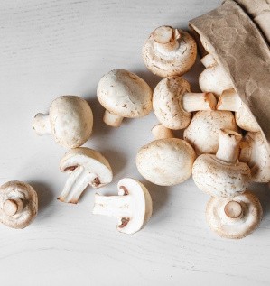 Грибной бум в РФ продолжается. О тренде. Про оборудование. Обзор модульной фермы